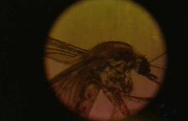 Ciencia y tecnología en Rtve.es - Plaga de mosquitos en Valencia