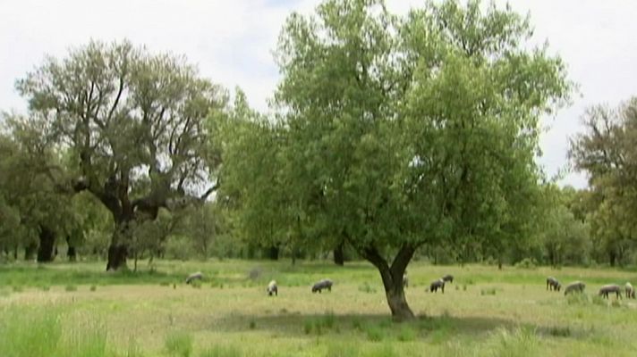 Las dehesas, bosques abiertos