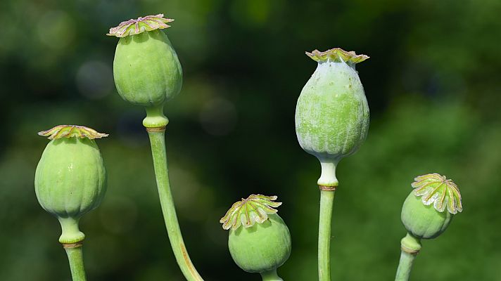 Telediario Fin de Semana - El opio es la principal fuente de ingresos de los talibanes