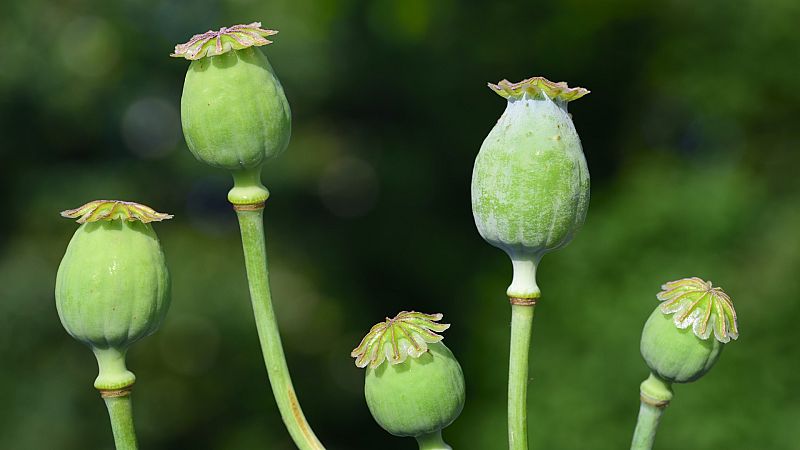 El opio es la principal fuente de ingresos de los talibanes