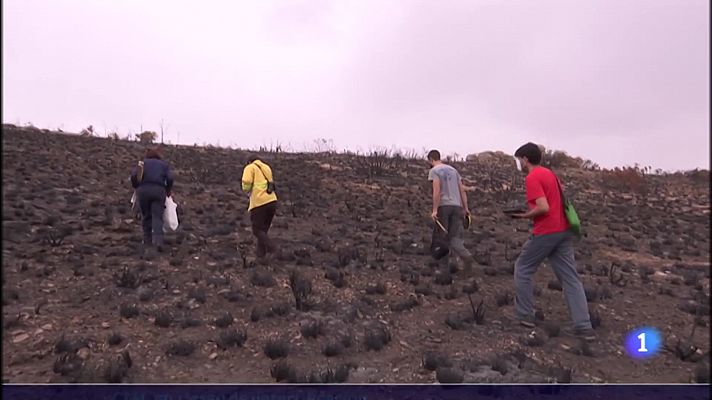 Estudio del suelo quemado para su reforestación