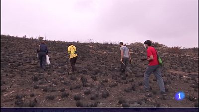 Estudio del suelo quemado para su reforestacin