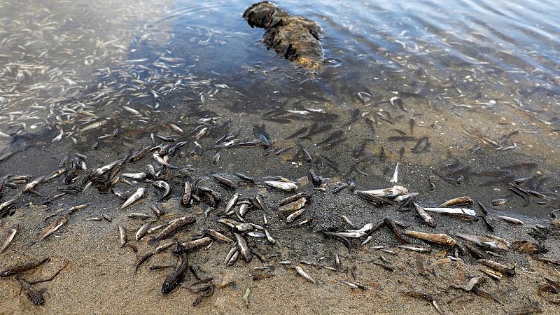 Más peces muertos en el Mar Menor por octavo día 