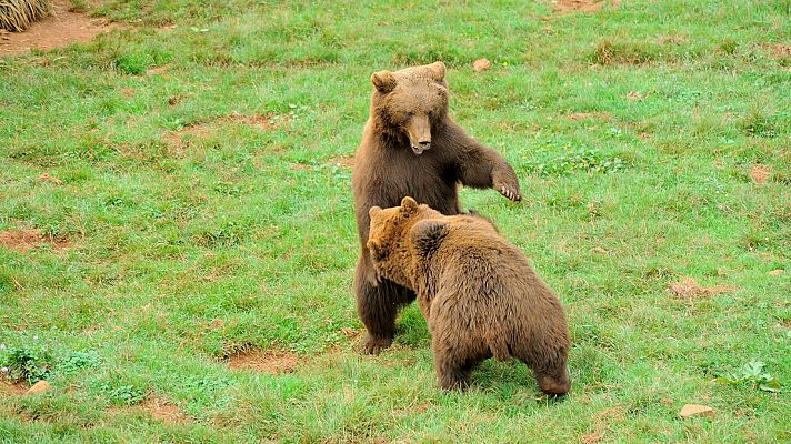 Estudiamos al oso pardo cantábrico en toda su esencia