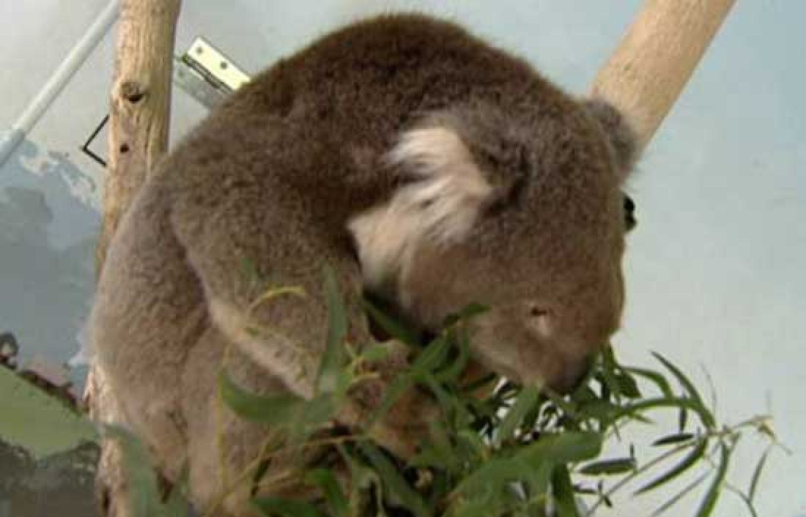 Una de animales... | Ver