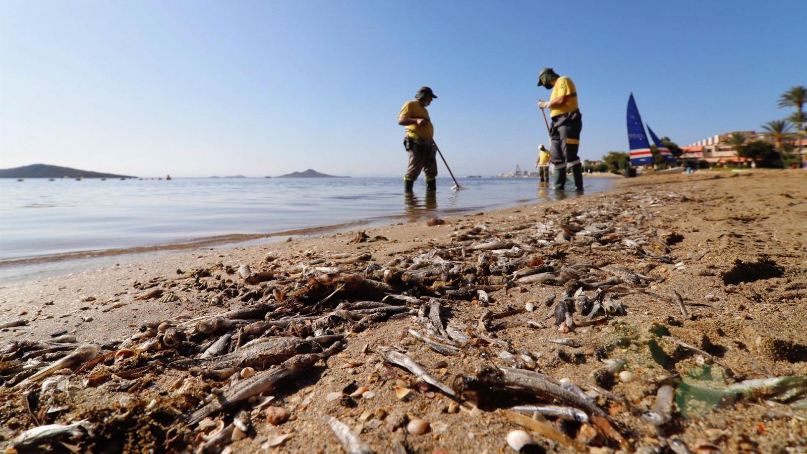 El gobierno de España acusa al de Murcia de "dejación de competencias" sobre el Mar Menor