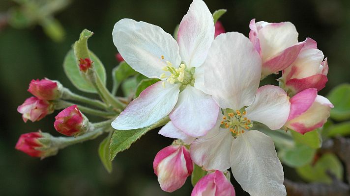 ¿Quiénes componen la familia de las rosáceas?