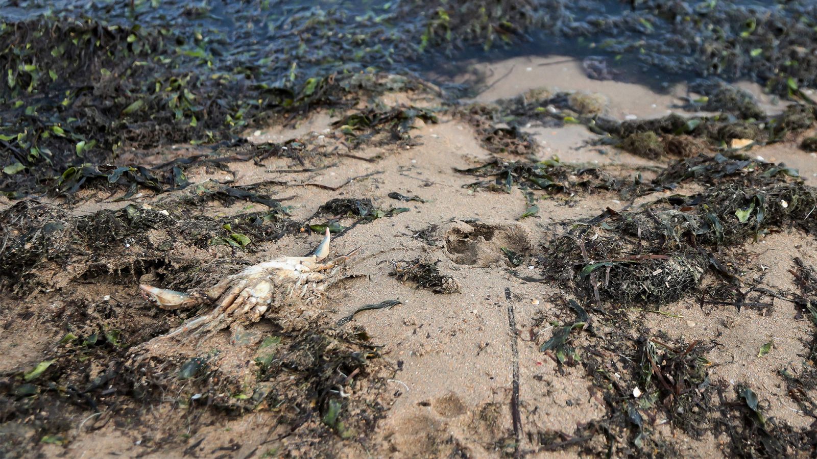 ¿Cómo se podría evitar el colapso del Mar Menor en Murcia?