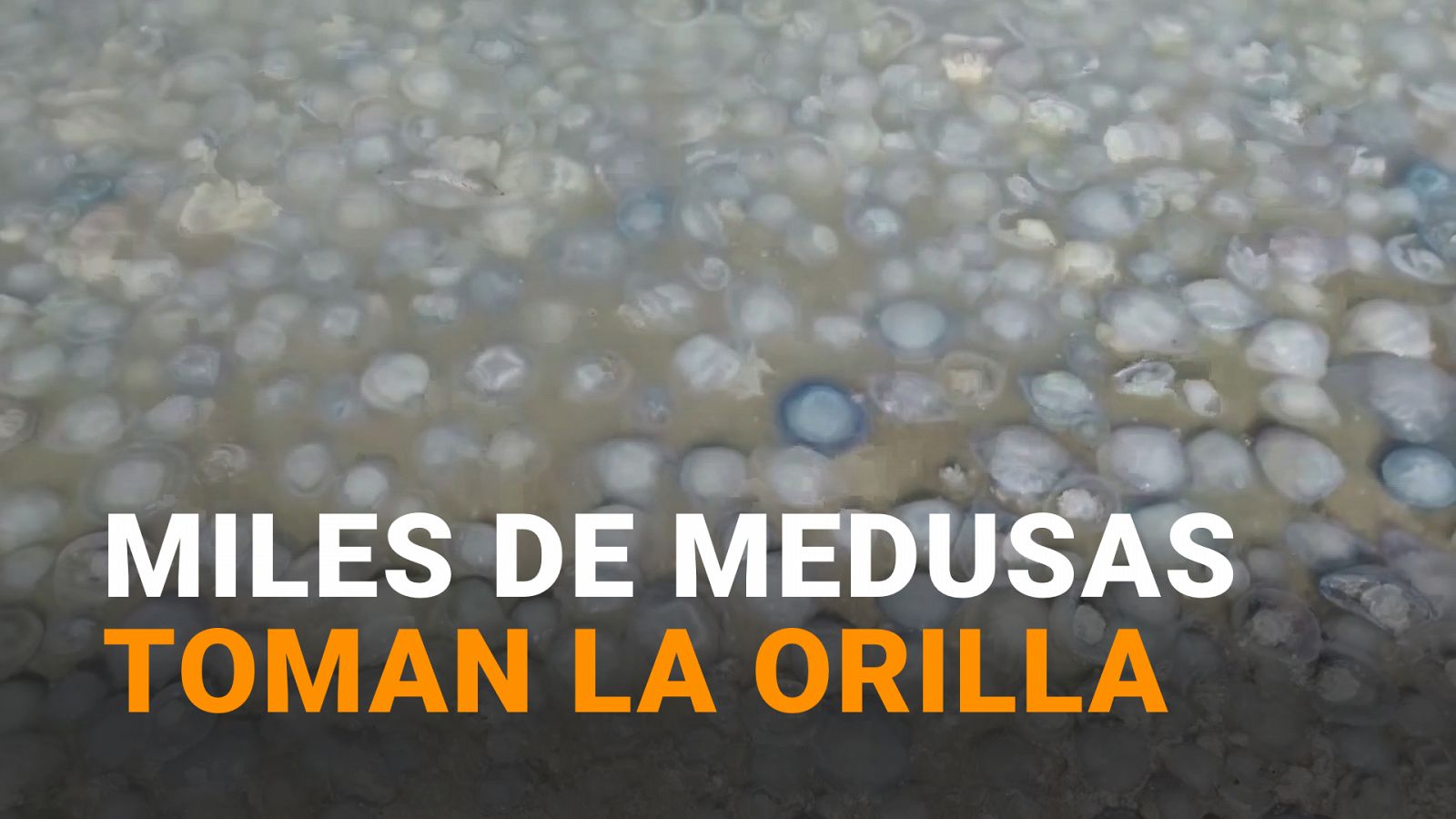 Medusas pegajosas gigantes invaden algunas playas en Crimea - Modo Digital | Ver