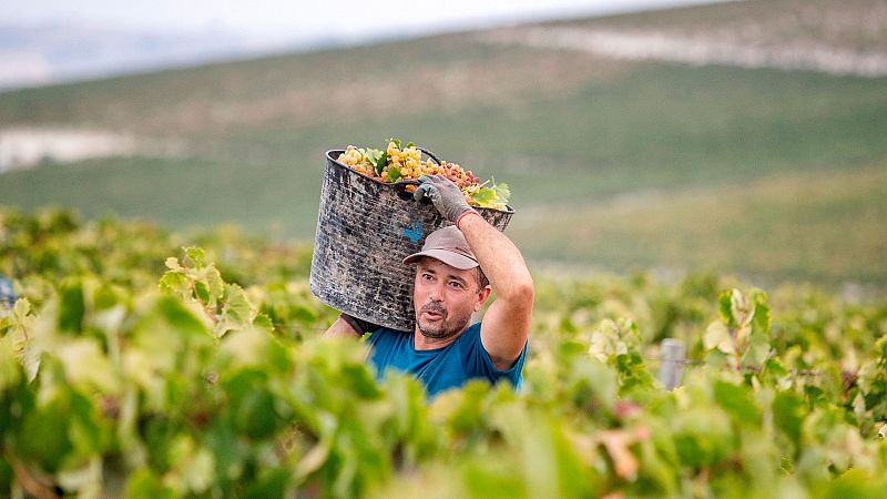 Miles de jornaleros españoles viajan a Francia para trabajar en la vendimia