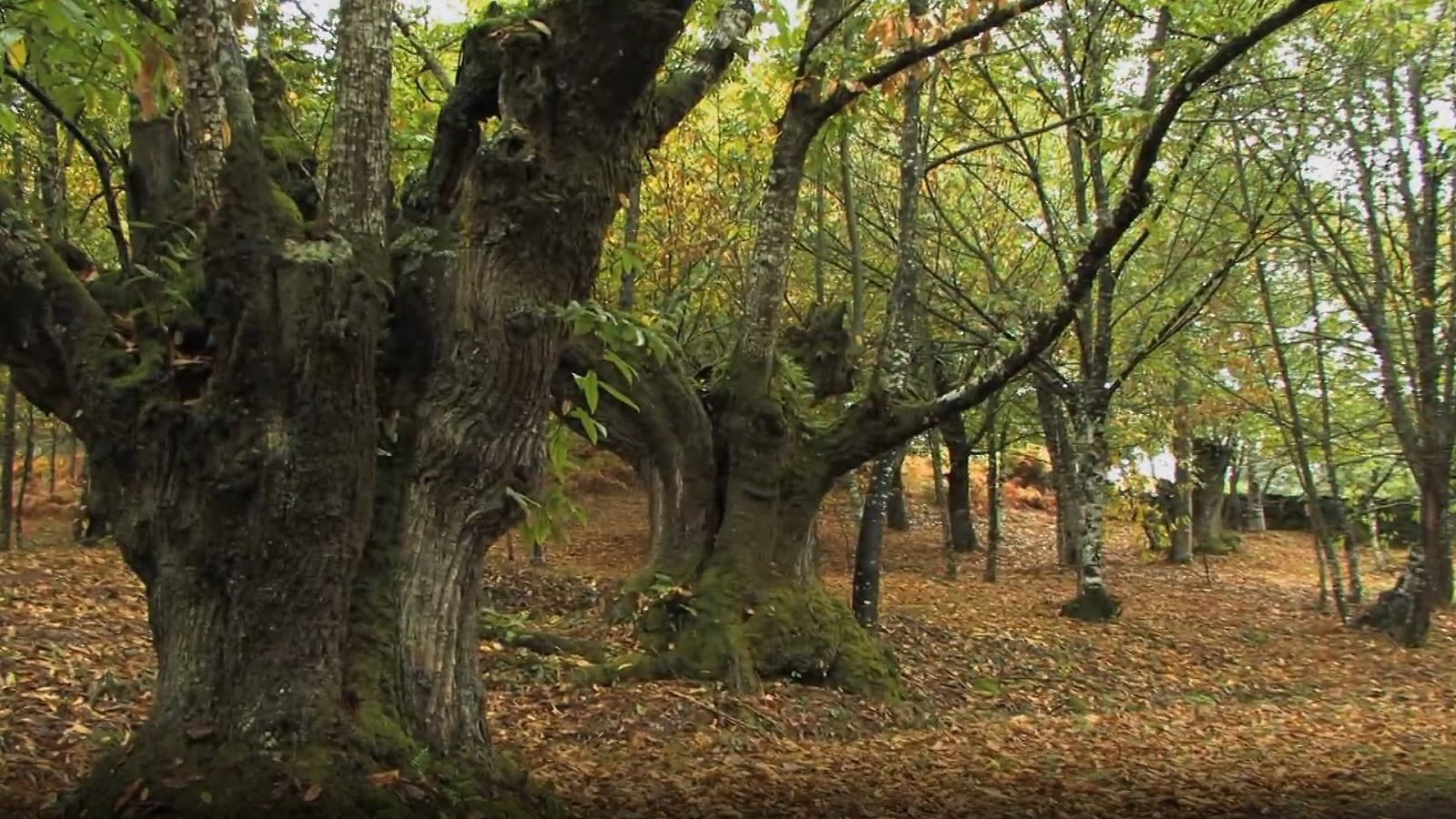 El bosque protector - Castaño: bosque de madera