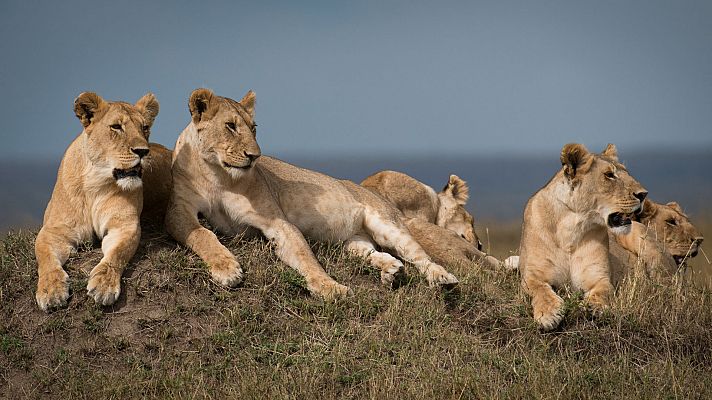 Leones