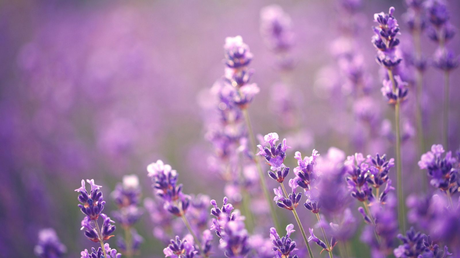 Viajamos hasta los campos de lavanda de Huete