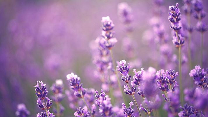 La lavanda de Huete, un producto local muy bien cuidado