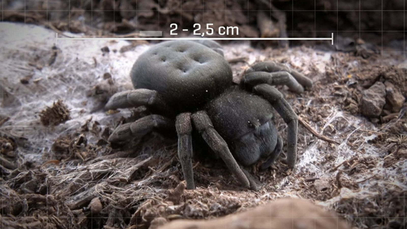 ¡Qué animal! - Episodio 6: Garajonay - ver ahora