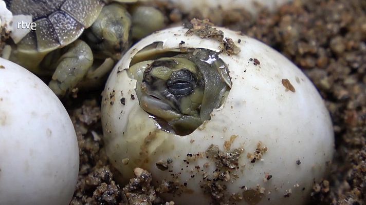 ¡Qué animal! - Doñana