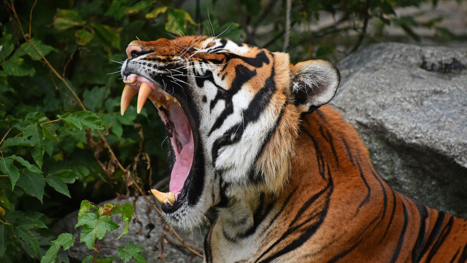 Dinastías - Episodio 5: Tigres - Documental en RTVE