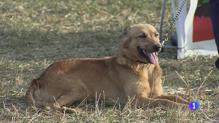 Telenavarra - Día del pastor
