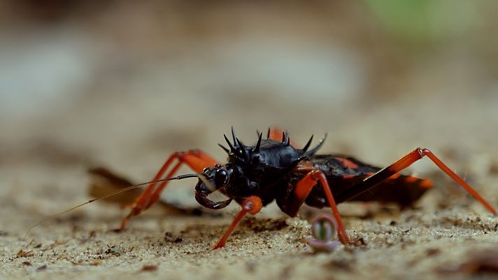 Somos Documentales - Nacidos para matar