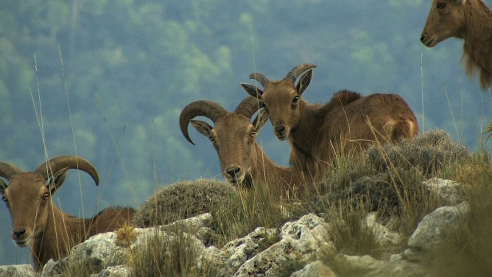 El bosque protector - Arrui: Historia de un emigrante - ver ahora