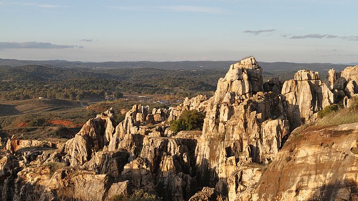 Wildmed. El último bosque mediterráneo