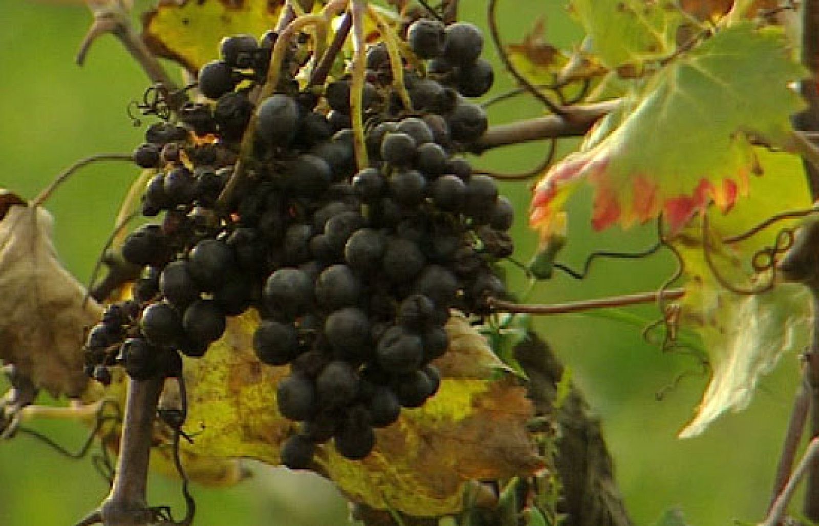 Informe semanal - Cava contra el boicot | Ver