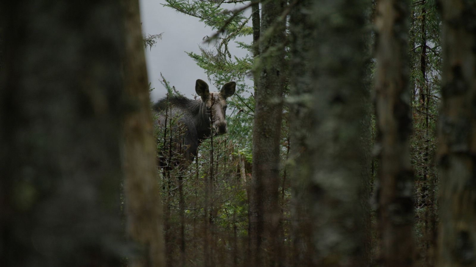Somos documentales - Árboles de vida - ver ahora