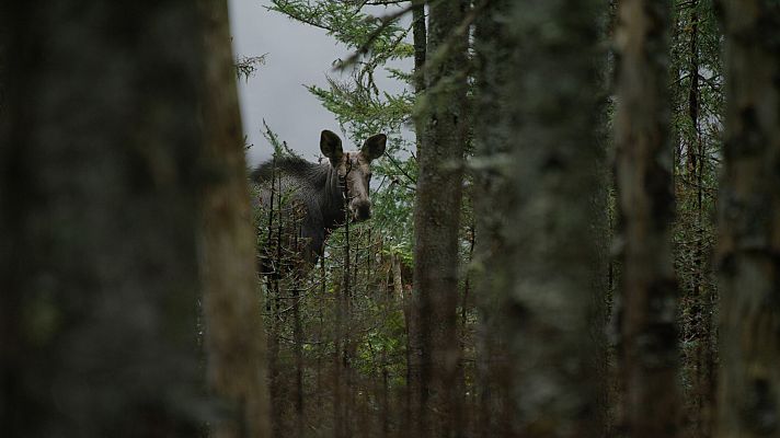 Somos Documentales - Árboles de vida