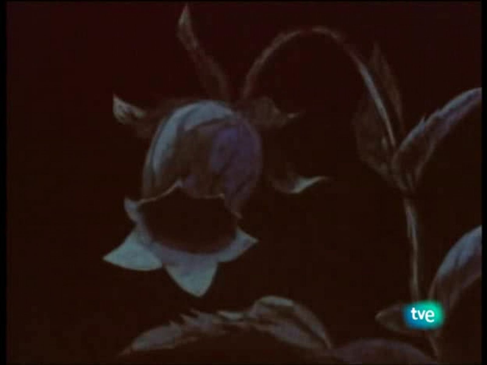 Sin programa: La abeja Maya | RTVE Play