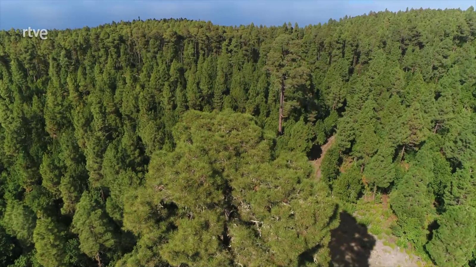 El bosque protector - Tenerife. Corona forestal