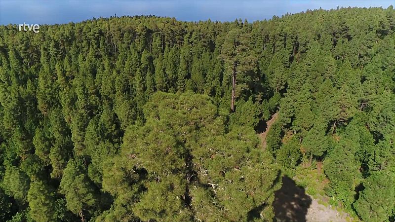 El bosque protector - Tenerife. Corona forestal  - ver ahora