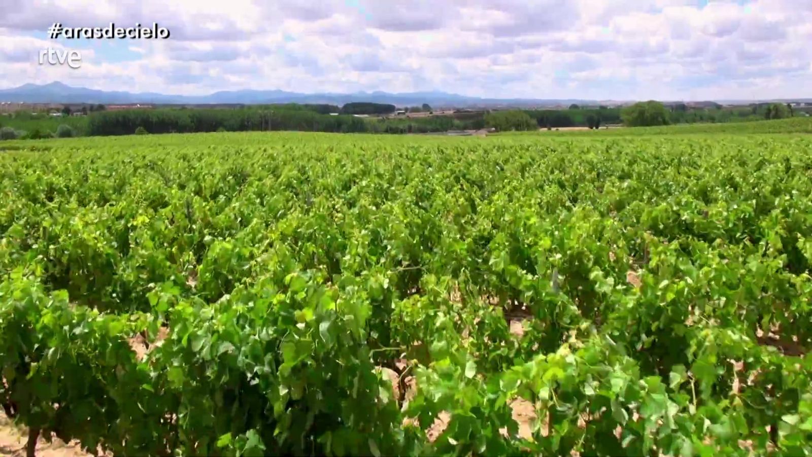 España a ras del cielo - Temporada 2 - Programa 13: El viñedo del mundo - ver ahora