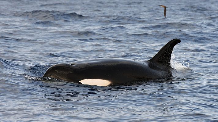 La "rebelión" de las orcas: crecen los contactos con barcos      