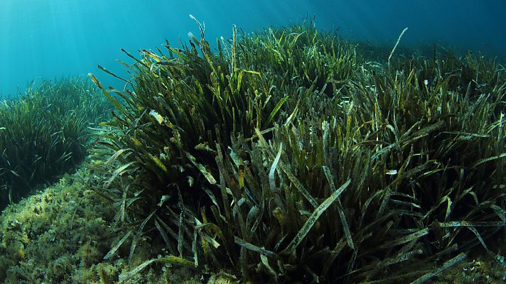 La contaminación acústica mata a la posidonia en el mar