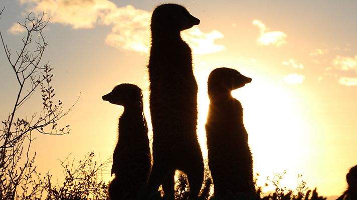 Supersentidos - Supervista