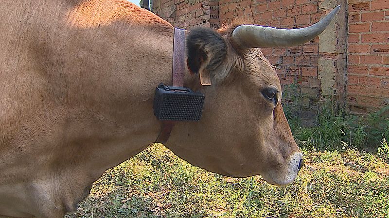 Un collar para proteger al ganado del ataque de los depredadores