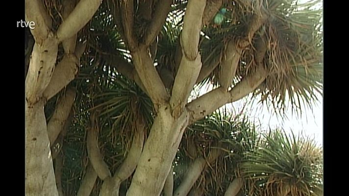 El bosque protector - Canarias, monumento natural