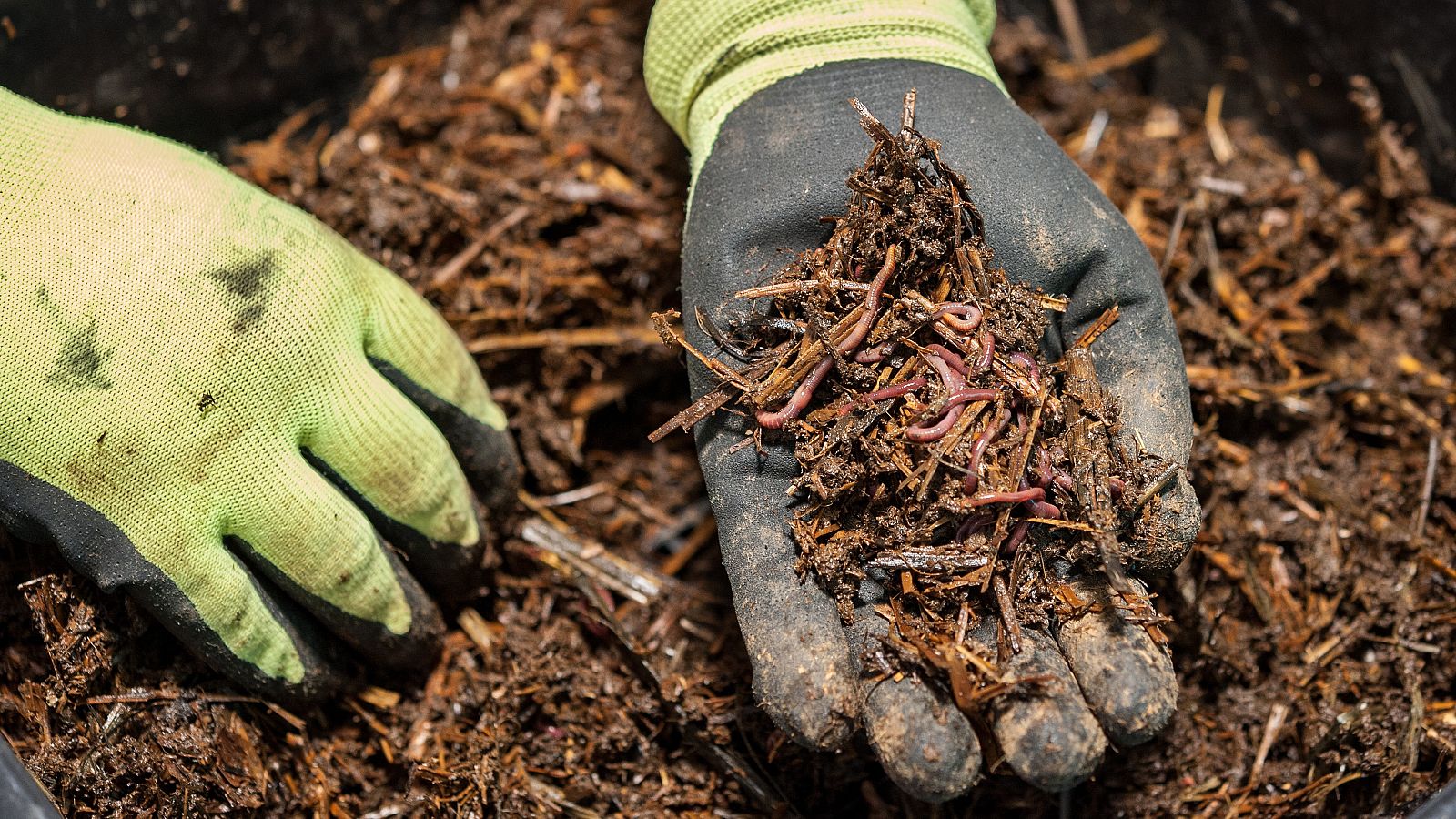 Gusanos contra la despoblación | Ver
