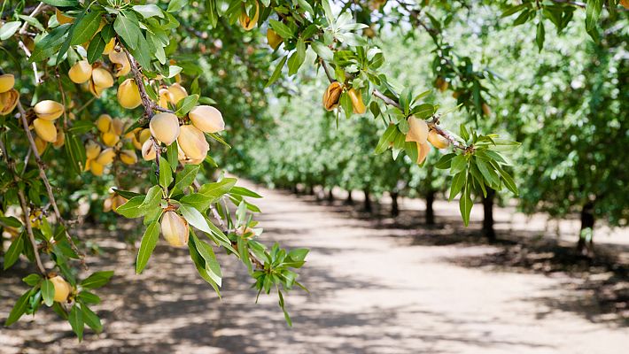 Conocemos los cultivos de almendros de La Rioja