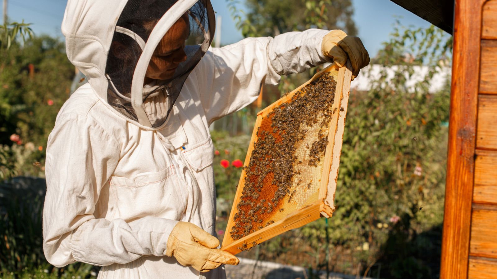 Aquí la Tierra - ¿Cómo es la miel de la Alcarria madrileña?
