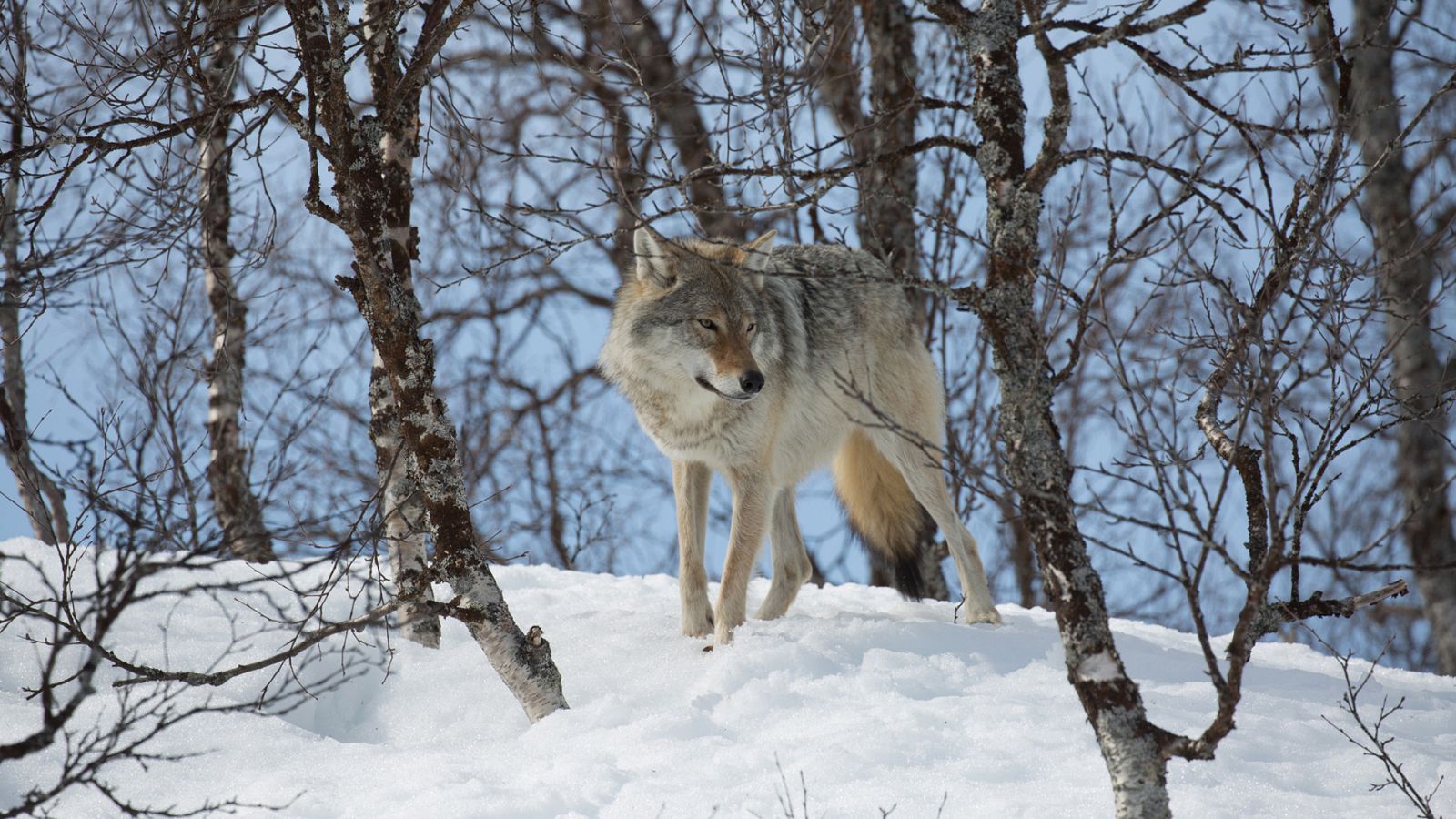 Somos documentales - Lobo contra oso - ver ahora
