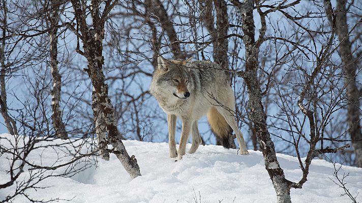 Somos Documentales - Lobo contra oso