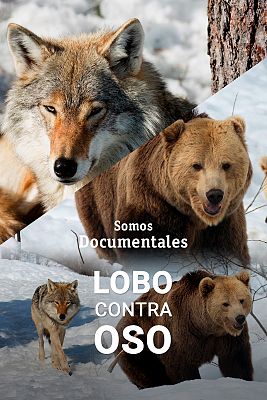 Somos documentales - Lobo contra oso - Documental en RTVE