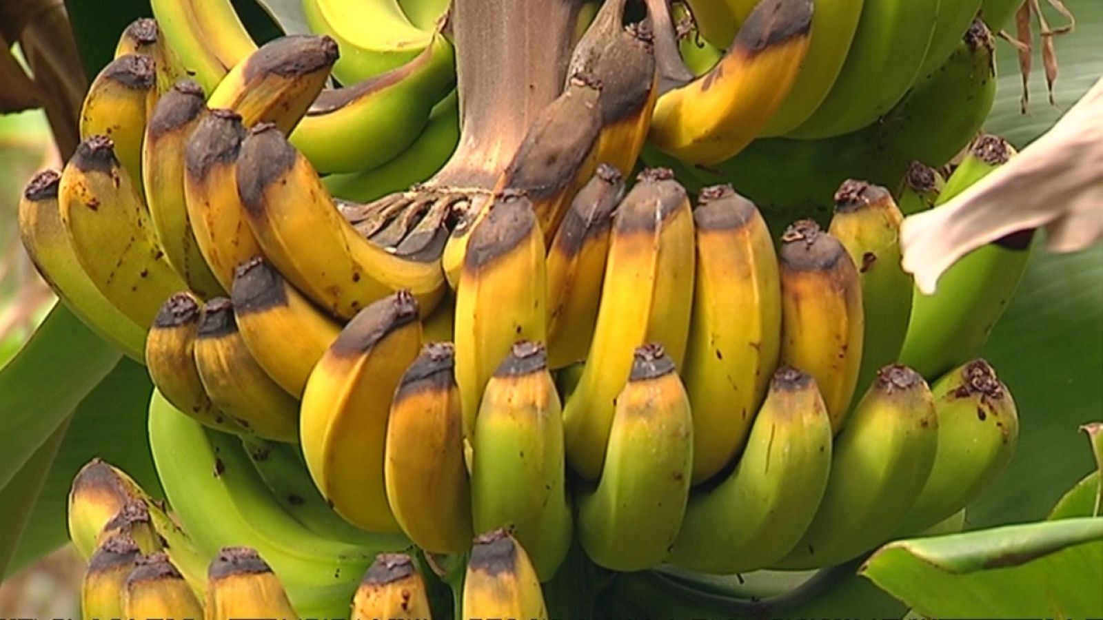 Agrosfera - 11/09/21 - ver ahora