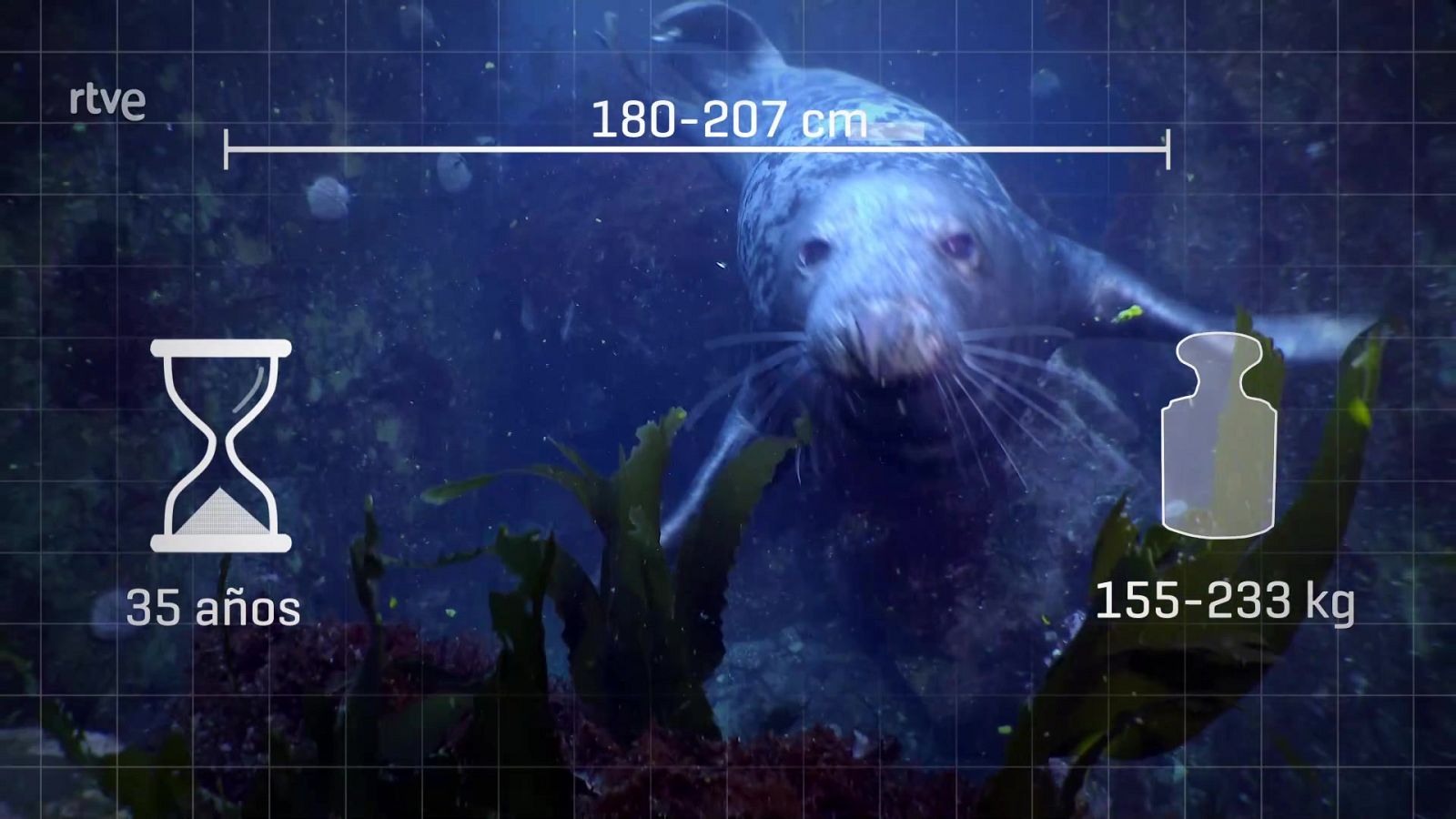 ¡Qué animal! - Episodio 9: Islas Cíes - ver ahora