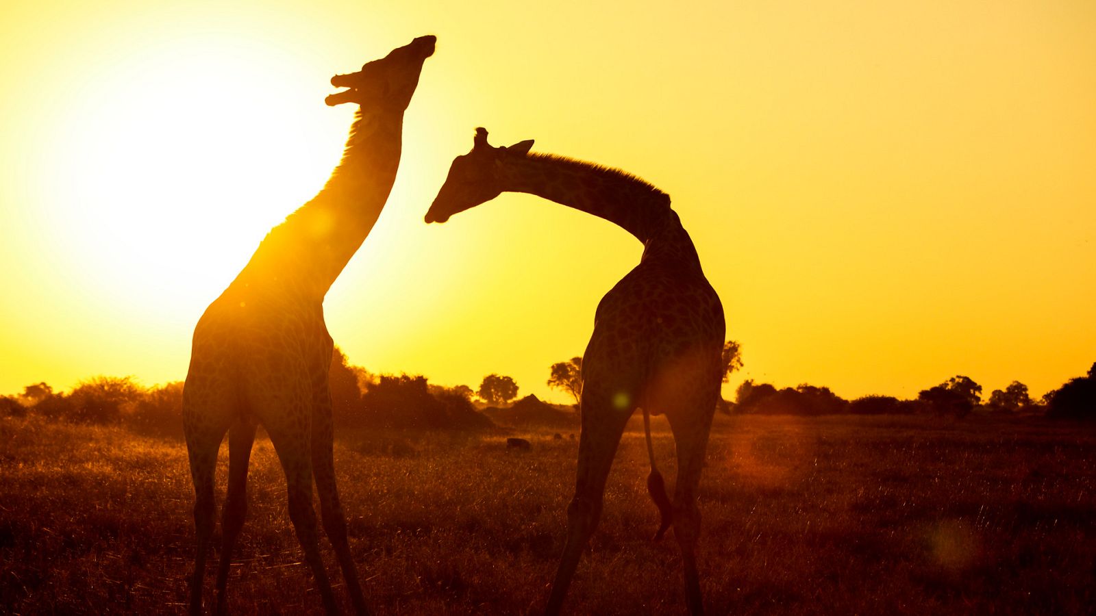 El lado salvaje de África - Episodio 1: La batalla de los sexos - ver ahora