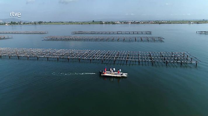 ¡Recogemos mejillones en el Delta del Ebro!