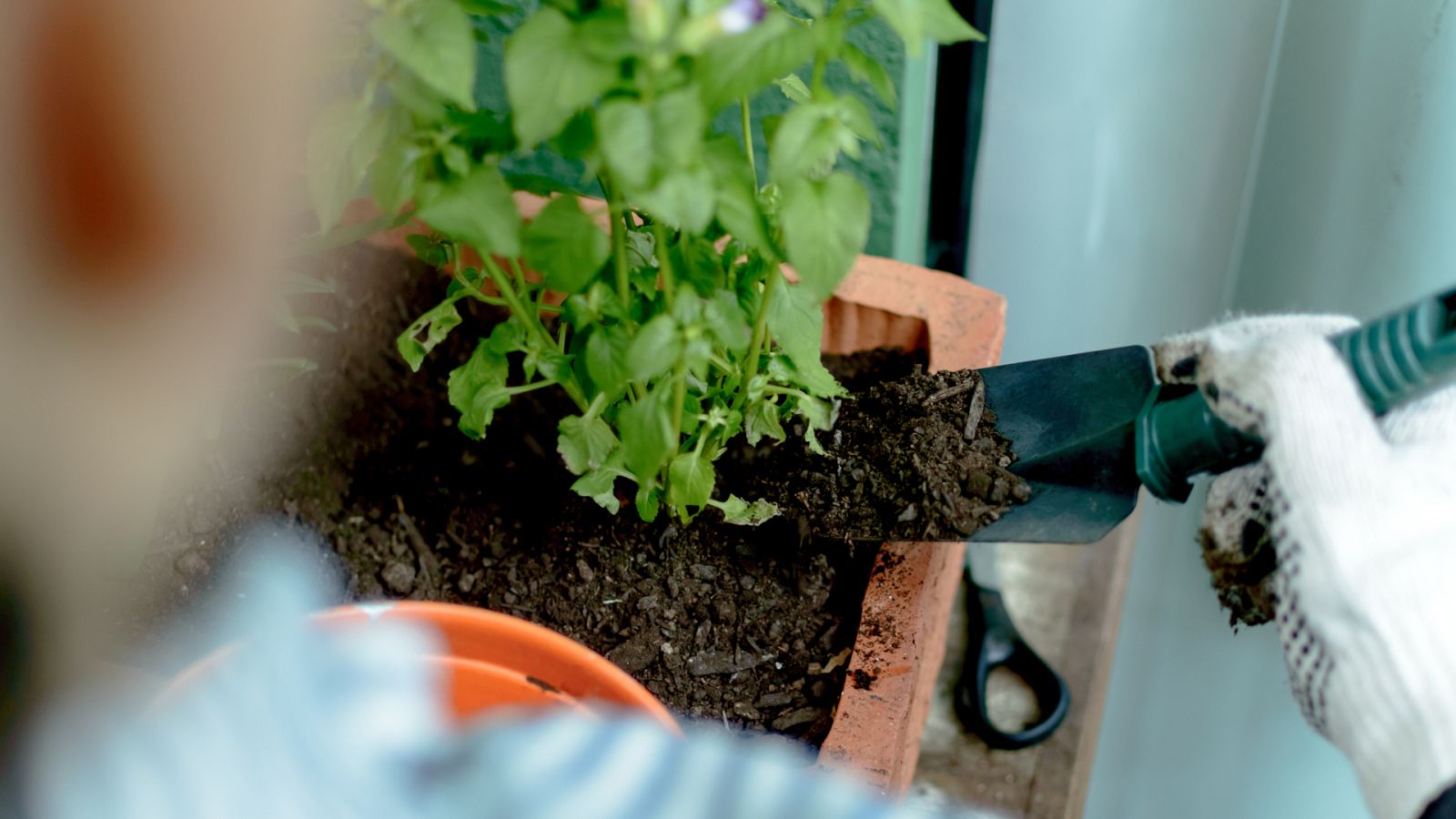 Aquí la Tierra - ¿Podemos crear un huerto en nuestra ventana?