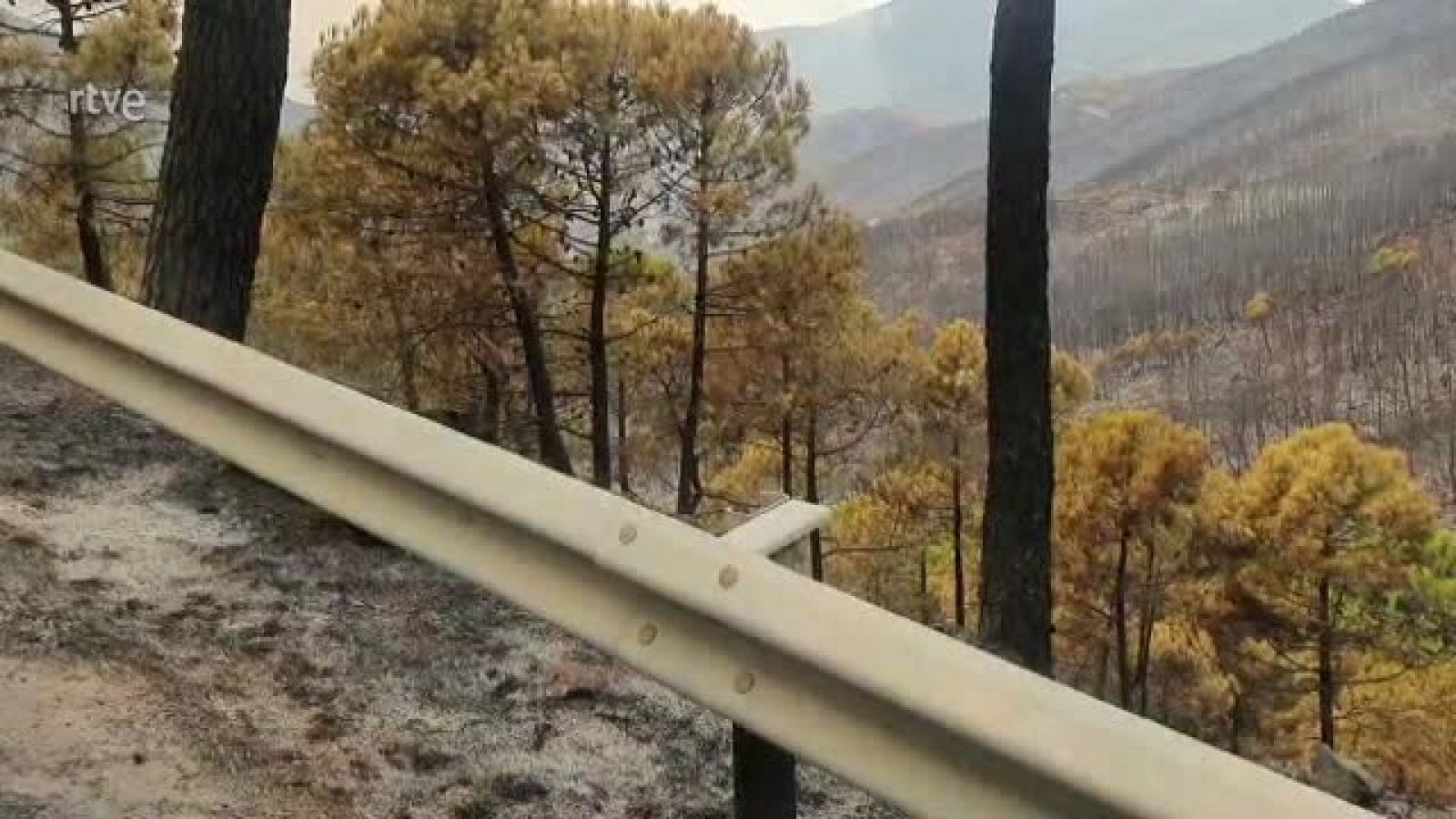 Vídeo de la cabra montesa quemada en el incendio forestal de Sierra Bermeja, cedido a VerificaRTVE por GA Francisco