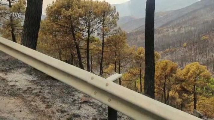 Vídeo de la cabra montesa quemada en el incendio de Sierra Bermeja